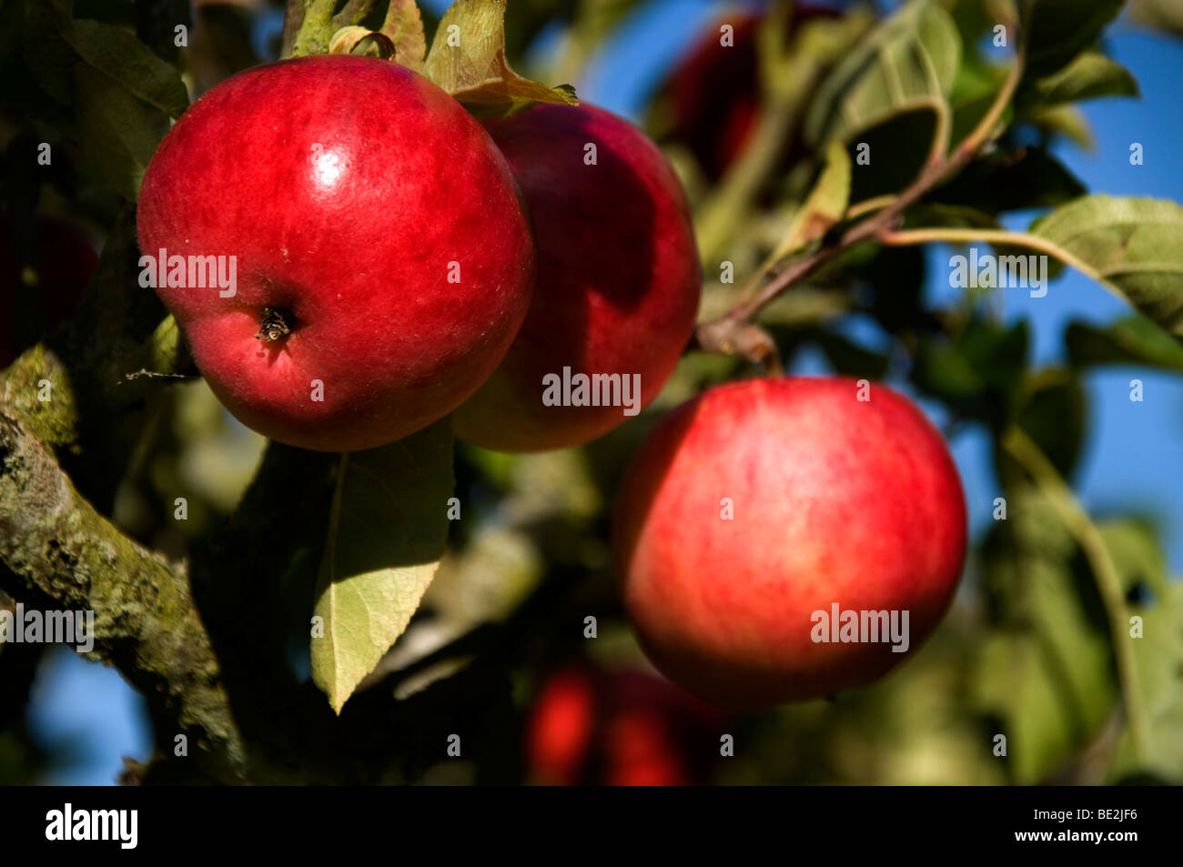 Reife rote Äpfel Stockfoto