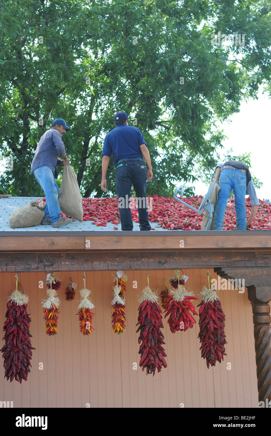 USA Hatch New Mexico - Chile Festival-Men verbreiten frischen heißen Chilies auf einem Dach die Schoten trocknen Stockfoto