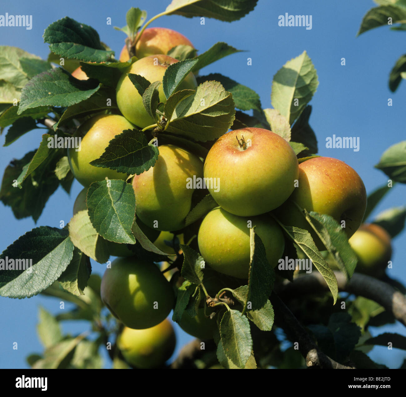 Erntereife Coxs orange Pippin Apfelfrucht am Baum Stockfoto