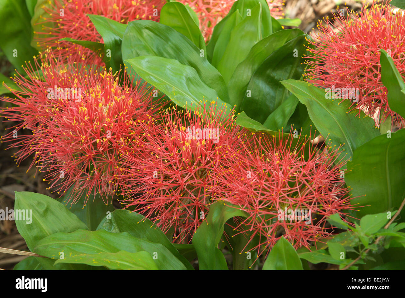 Feuerball Lily (Scadoxus Multiflorus), Tansania, Afrika Stockfoto