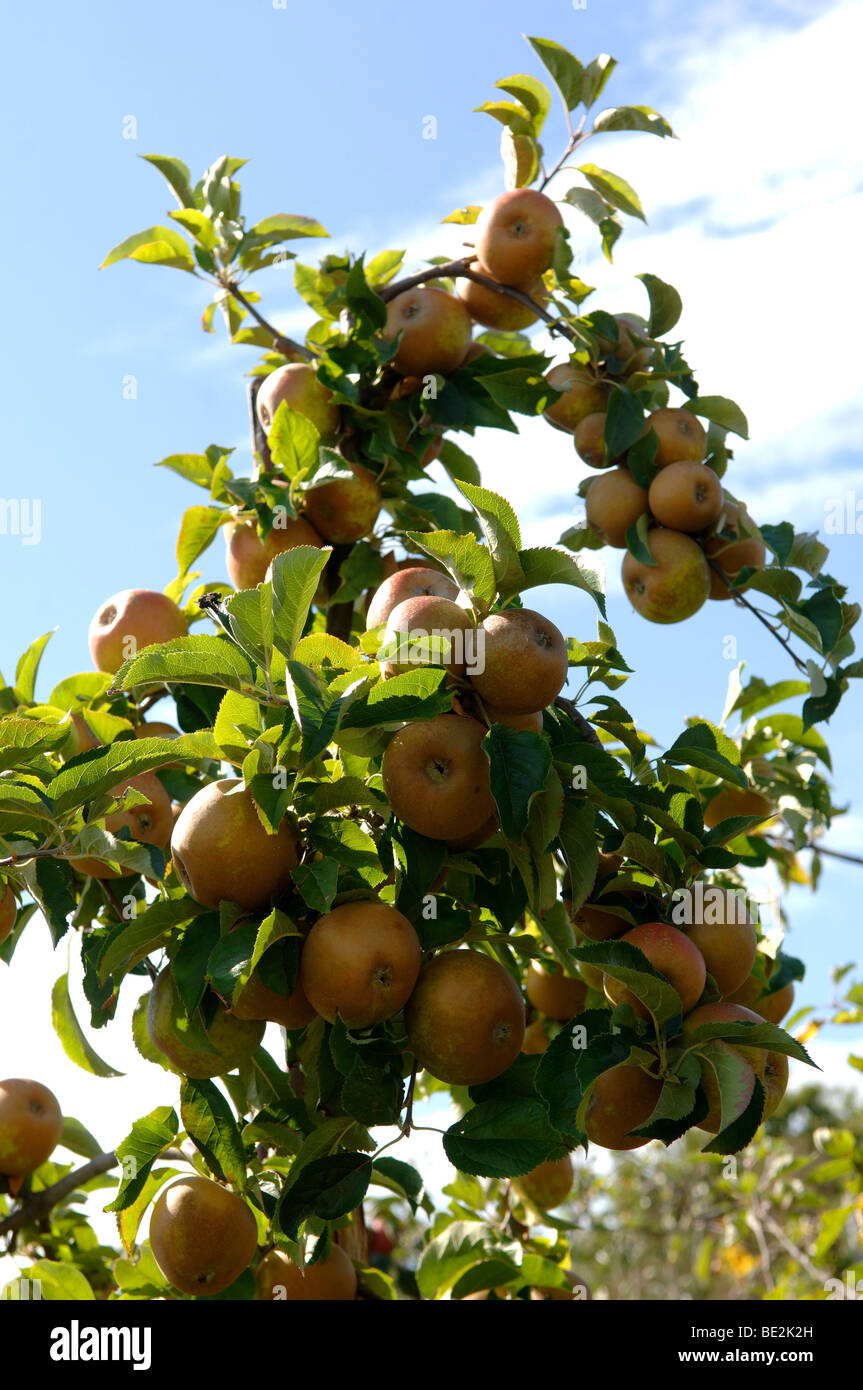 Ernte der englischen Egremont Russet Äpfel Les im Obstgarten Kent England Stockfoto