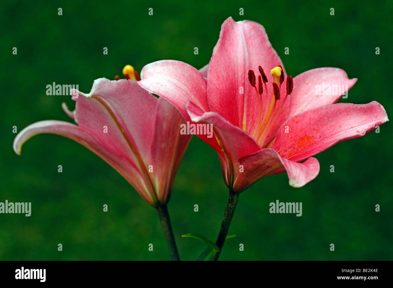 Liliies (Lilium Candidum), blüht Stockfoto