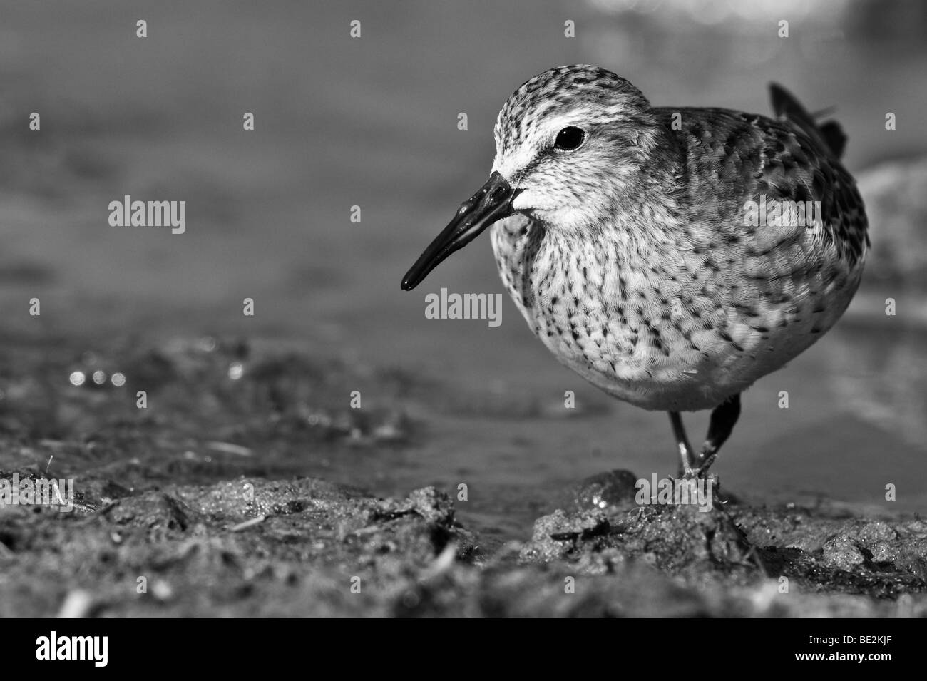 Ein schwarz-weiß-Bild von White Rumped Sandpiper am Rande der Qualitätsorientierung Pool Stockfoto