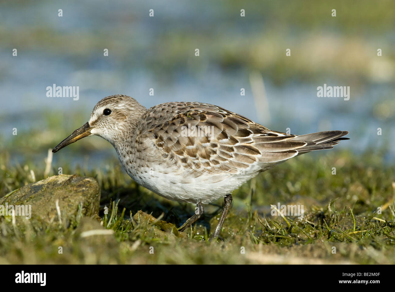 Weißes-Rumped Sandpiper auf Nahrungssuche am Rande der Qualitätsorientierung Pool Stockfoto