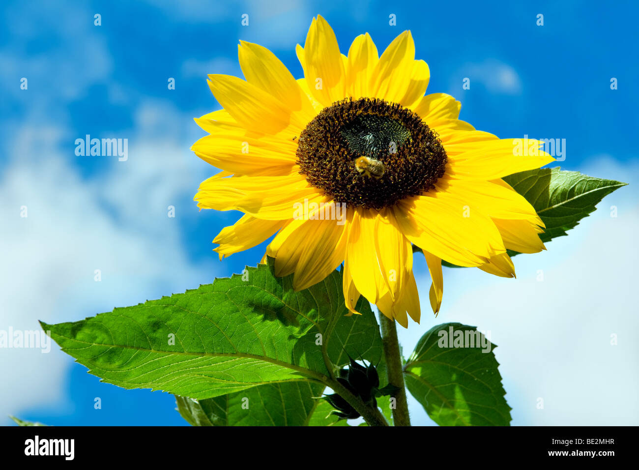 Leuchtend gelbe Sonnenblume mit dunklen Zentrum gegen ein strahlend blauer Himmel, aufgenommen im Sommer mit der Biene Fütterung Stockfoto