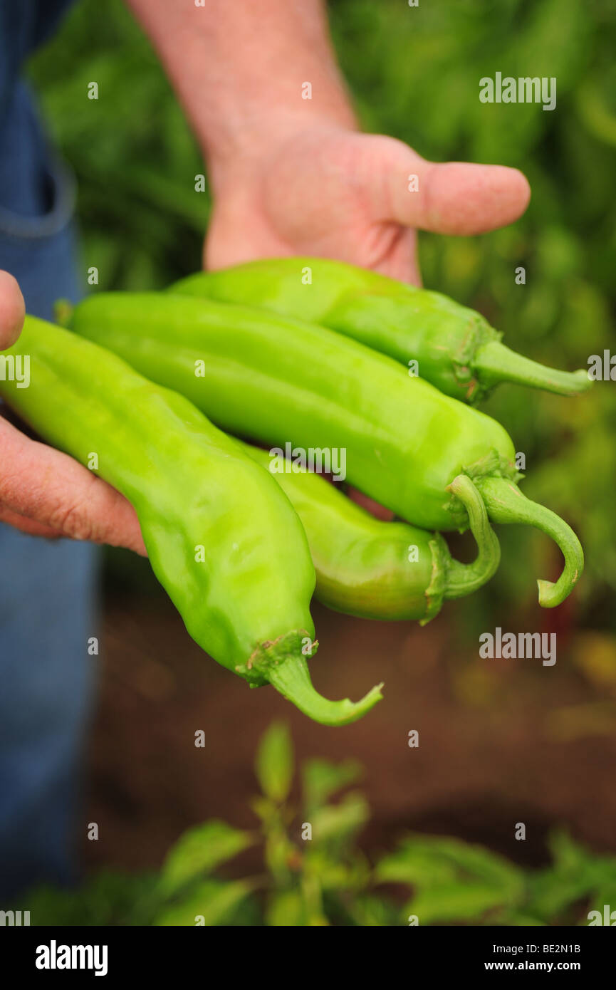 USA Hatch, New-Mexico-Felder von Chilli Ernte Zeit Hand Holding, die Big Jim Chile peppers Stockfoto