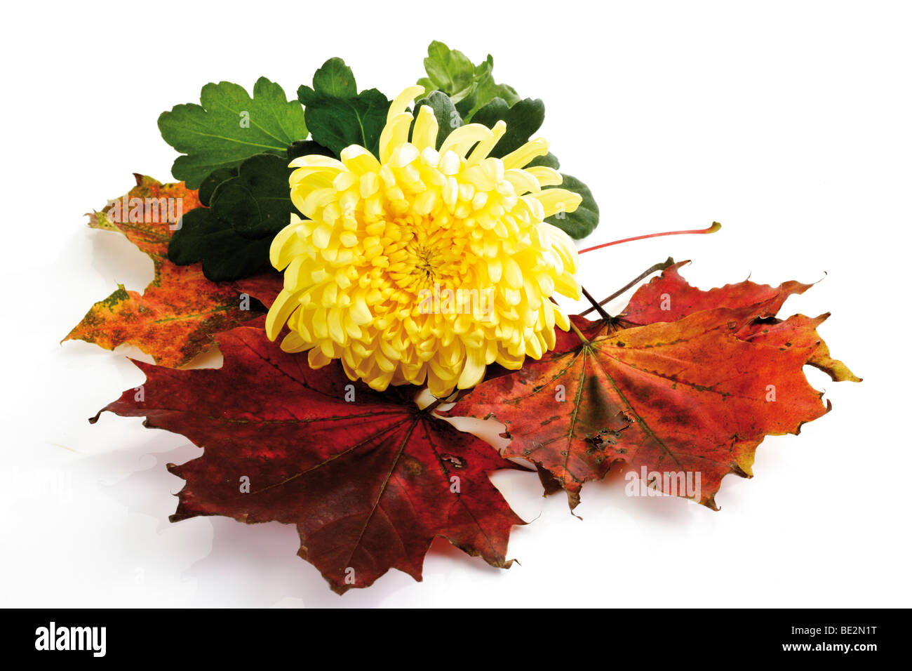 Chrysantheme (Chrysanthemum Indicum) und Herbstlaub Stockfoto