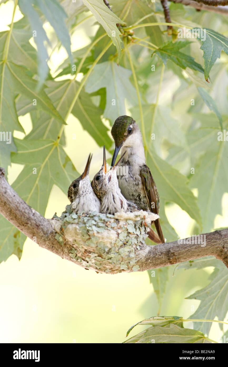 Rubin-throated Kolibrinest mit weiblichen Fütterung Nestlinge - vertikal Stockfoto