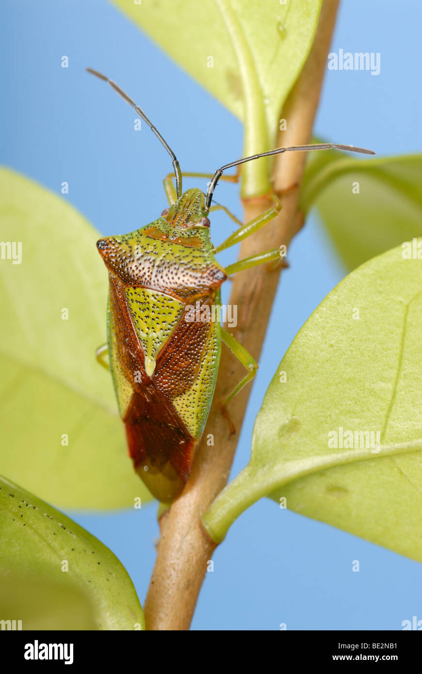 Weißdorn Shield Bug Stockfoto