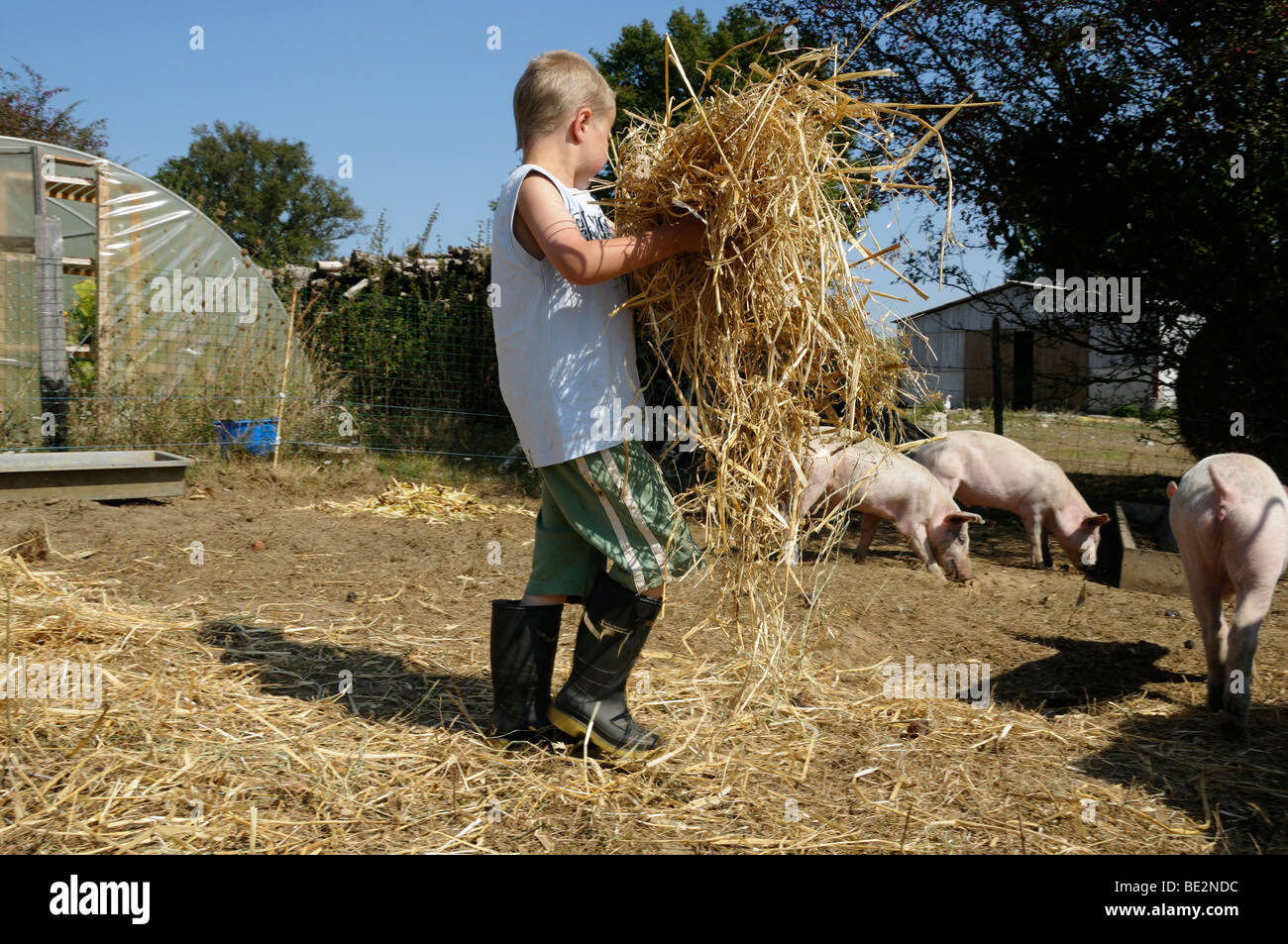 Stock Foto von einem 9-jährigen Jungen auf dem Bauernhof mit den Schweinen aushelfen. Stockfoto