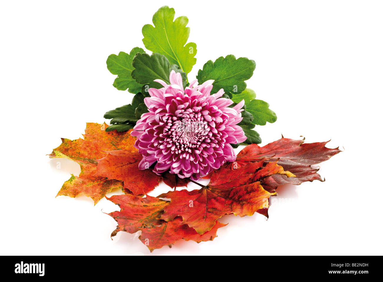 Chrysantheme (Chrysanthemum Indicum) und Herbstlaub Stockfoto