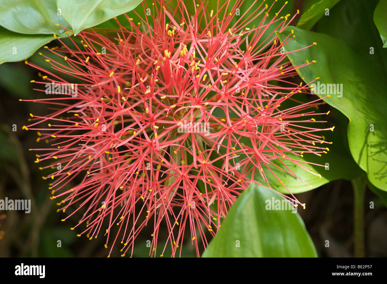 Feuerball Lily (Scadoxus Multiflorus), Tansania, Afrika Stockfoto