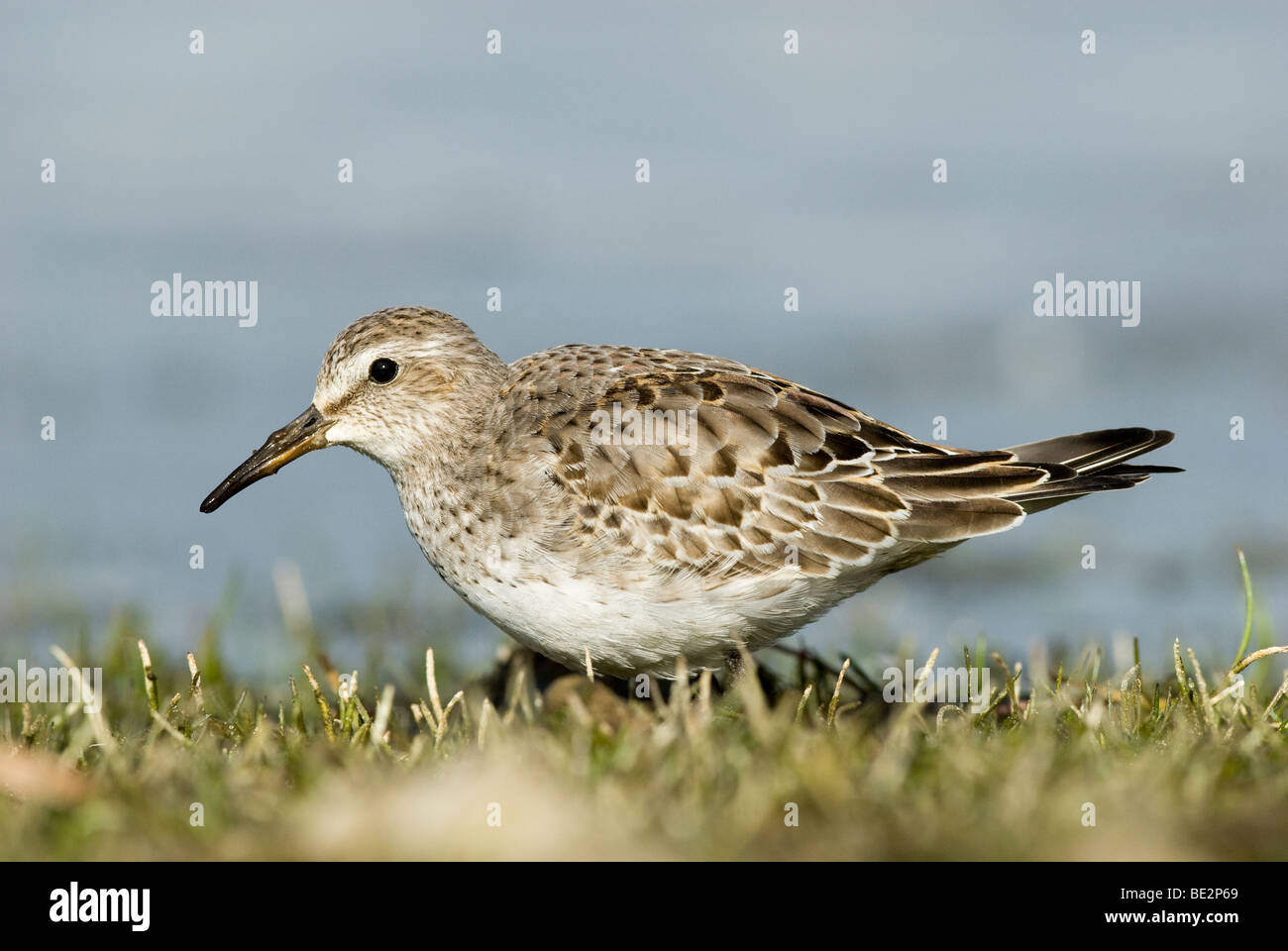 Weißes-Rumped Sandpiper auf Nahrungssuche am Rande der Qualitätsorientierung Pool Stockfoto