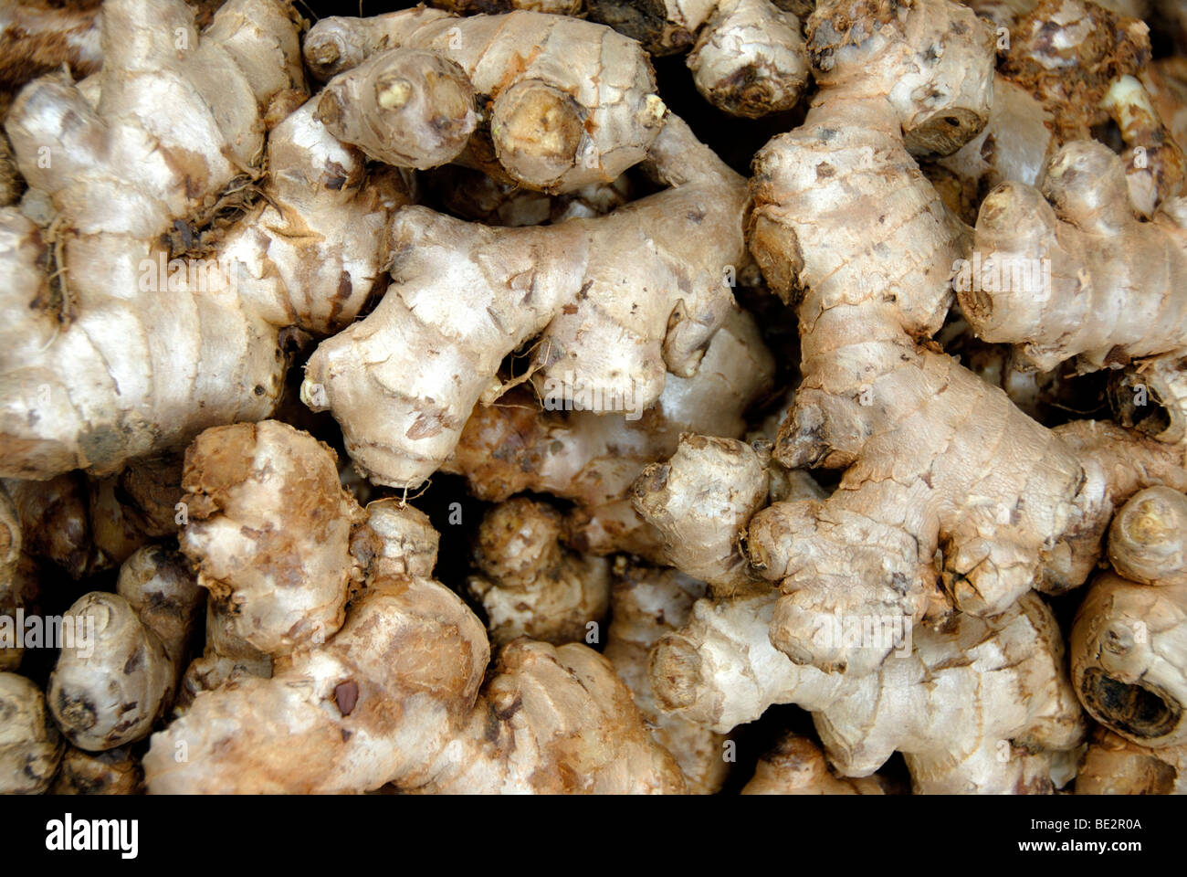 Thai-Ingwer, Galgant, Galgant Wurzel (Alpinia Galanga) Stockfoto