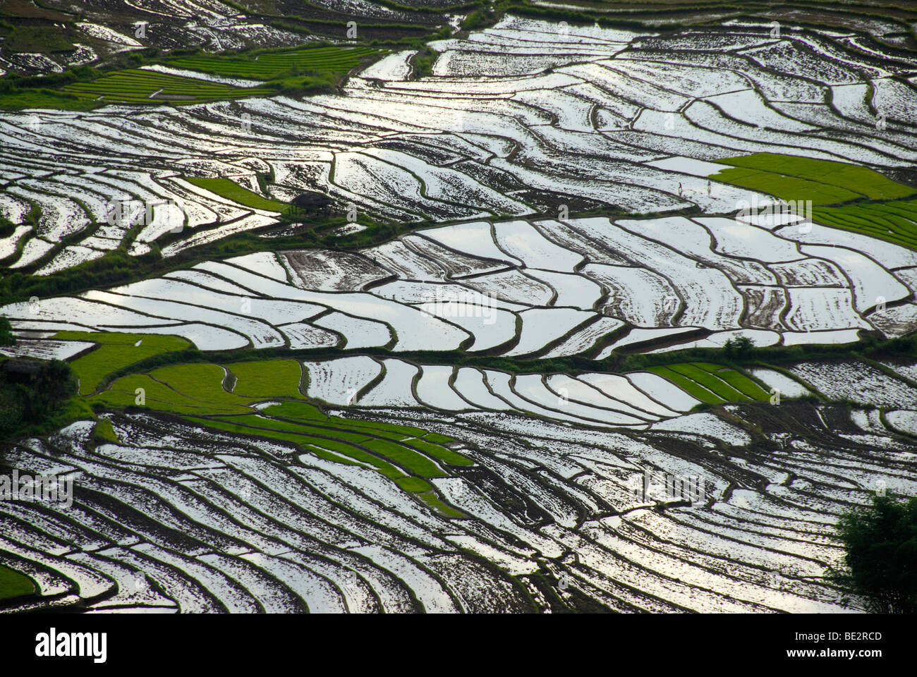 Reis, Reis-Anbau, Reis-Terrassen am Hang gefüllt mit Wasser, bei Ou Tai, Distrikt Gnot Ou, Yot Ou, Phongsali, Phongsali Pr Stockfoto