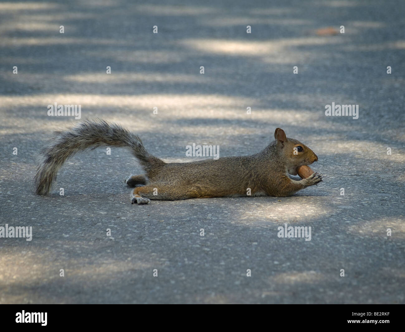 Eine Verlegung auf der Straße während des Essens einer Nuss Grauhörnchen. Stockfoto