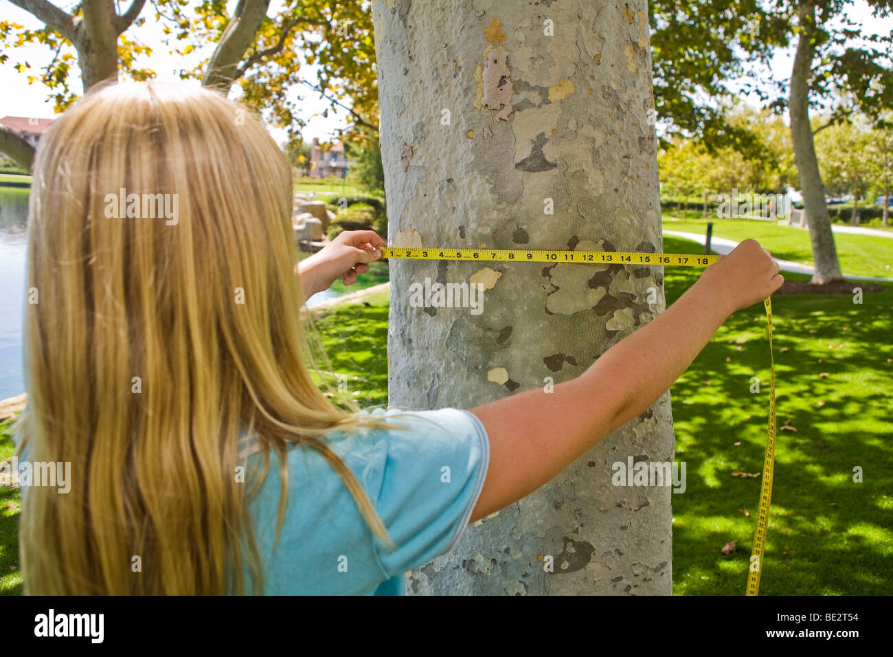 11 12 Jahre altes Kind Schätzungen der Durchmesser Zoll Sycamore Tree Trunk mit einem Maßband. junge Mensch Menschen Natur, natürliche Umgebung Herr Myrleen Pearson Stockfoto