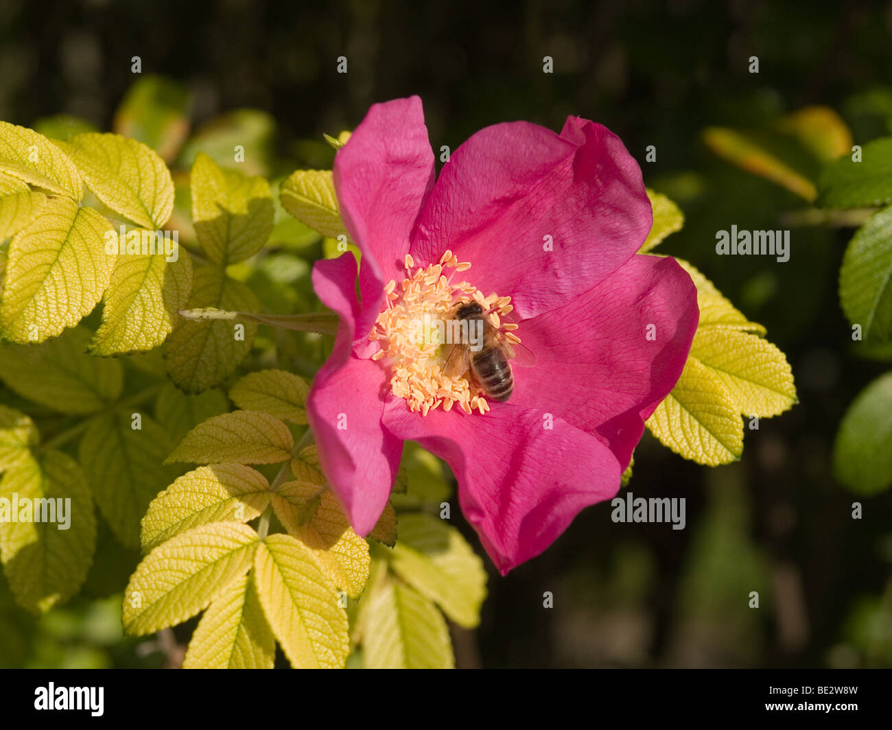Biene auf Rosa Rugosa Var rubra Stockfoto