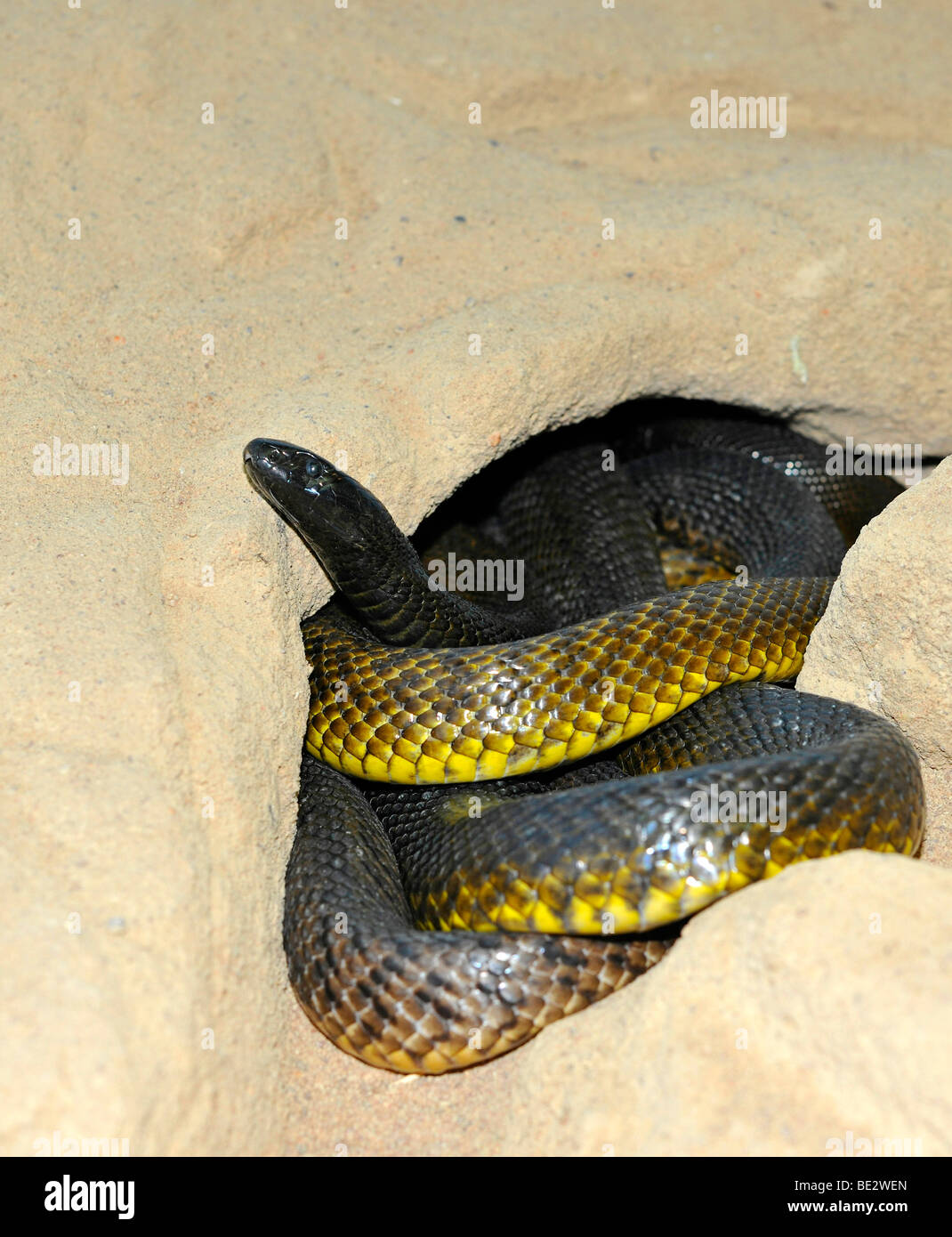 Im Inland Taipan, Western Taipan (Oxyuranus Microlepidotus), Land am meisten Giftschlange der Welt, Northern Territory, Australien Stockfoto