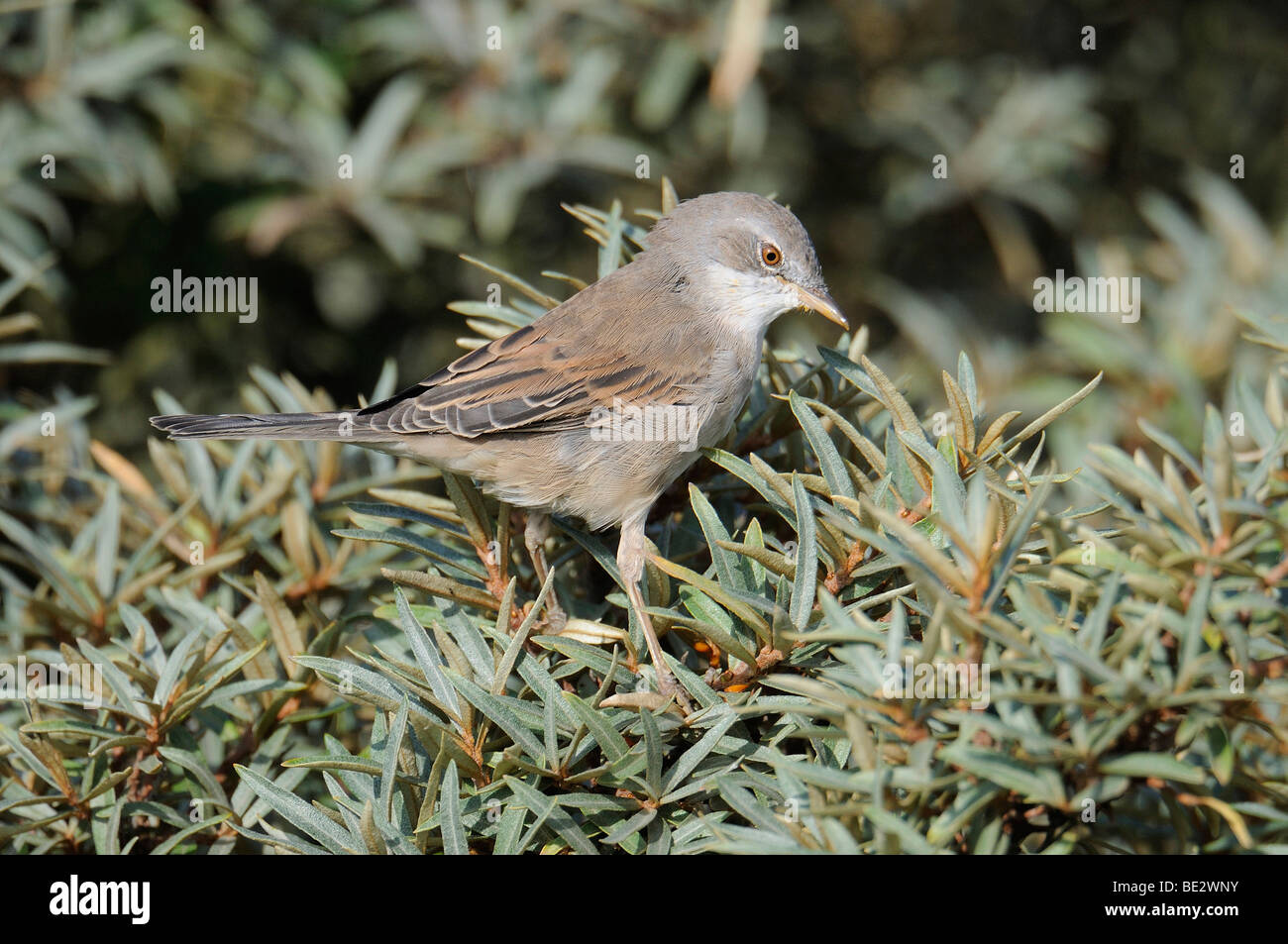 Whitethroat (Sylvia Communis) Stockfoto