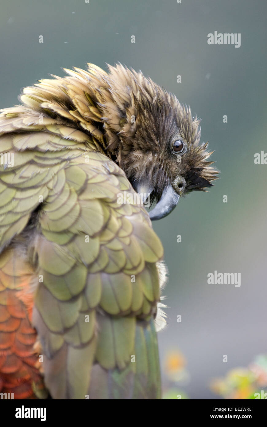 Kea (Nestor Notabilis) Erwachsenen putzen. Arthurs Pass, Südinsel, Neuseeland Stockfoto