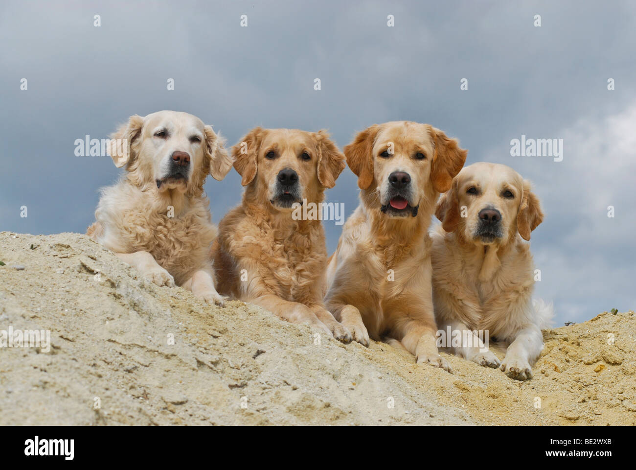 Vier Golden Retriever im sand Stockfoto