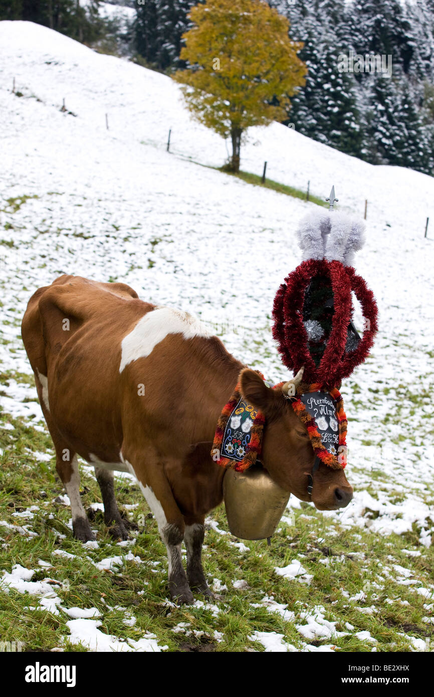 Almabtrieb, Almabtrieb von der Alm, Bergbau, Inneralpbach, Kitzbüheler Alpen, Nordtirol, Alpbachtal, Austr Stockfoto