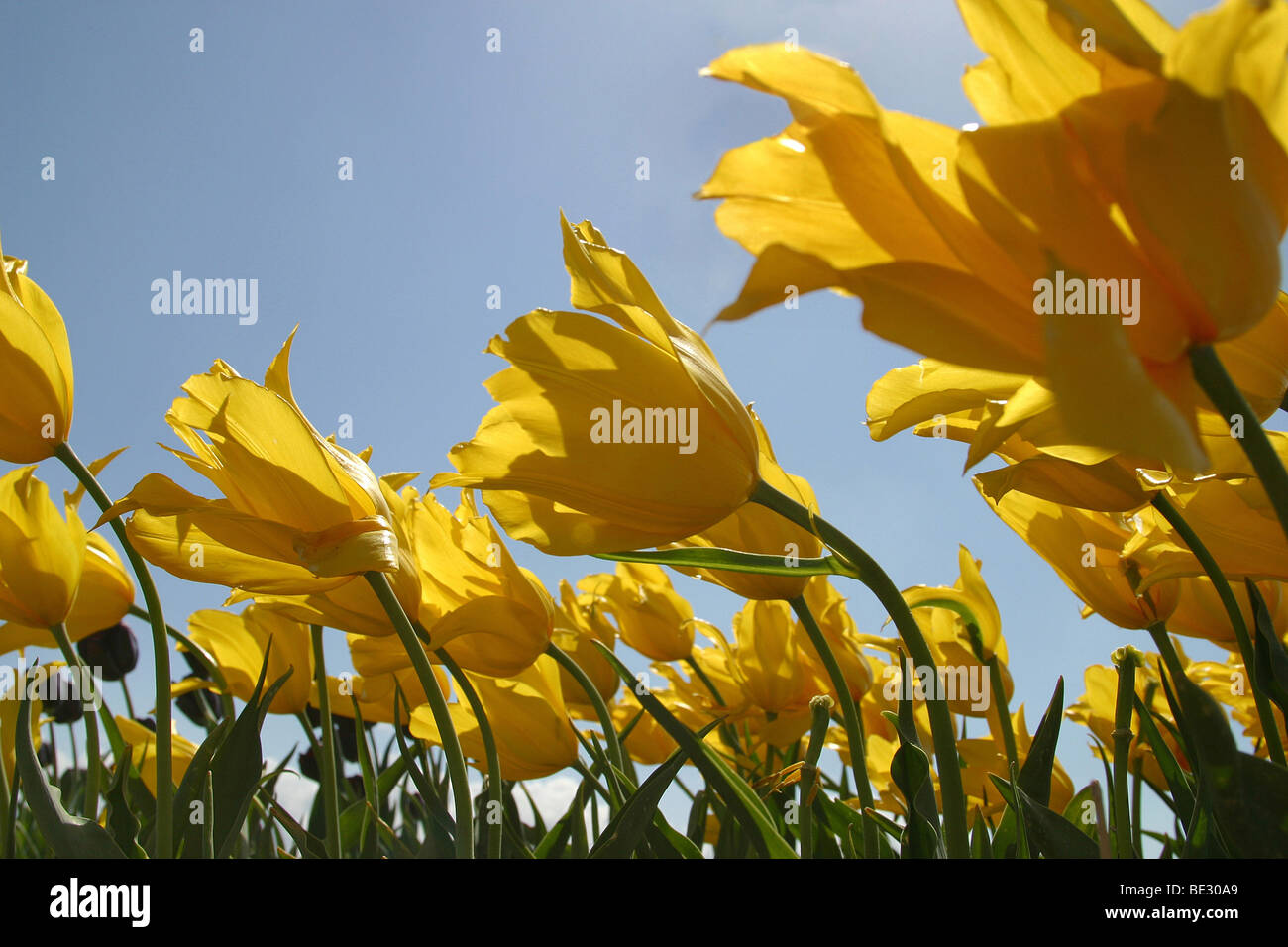 Niederländische Blumen. Stockfoto