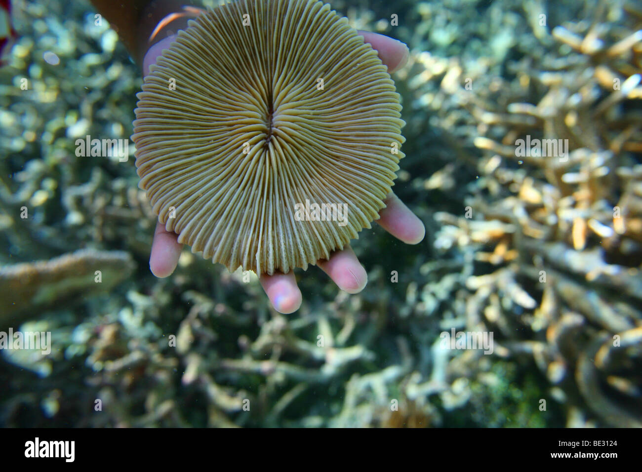 Tuvalu-Insel im Pazifischen Ozean droht in den nächsten 50 Jahren aufgrund des Meeresspiegels verschwinden. Stockfoto