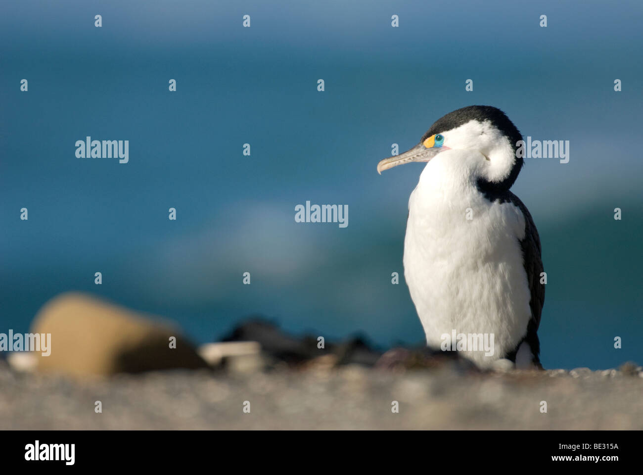 Pied Shag (Phalacrocorax Varius, Maori - Karuhiruhi) an einem Strand mit blaue Meer hinter. Kaikoura, Neuseeland 10/08 Stockfoto