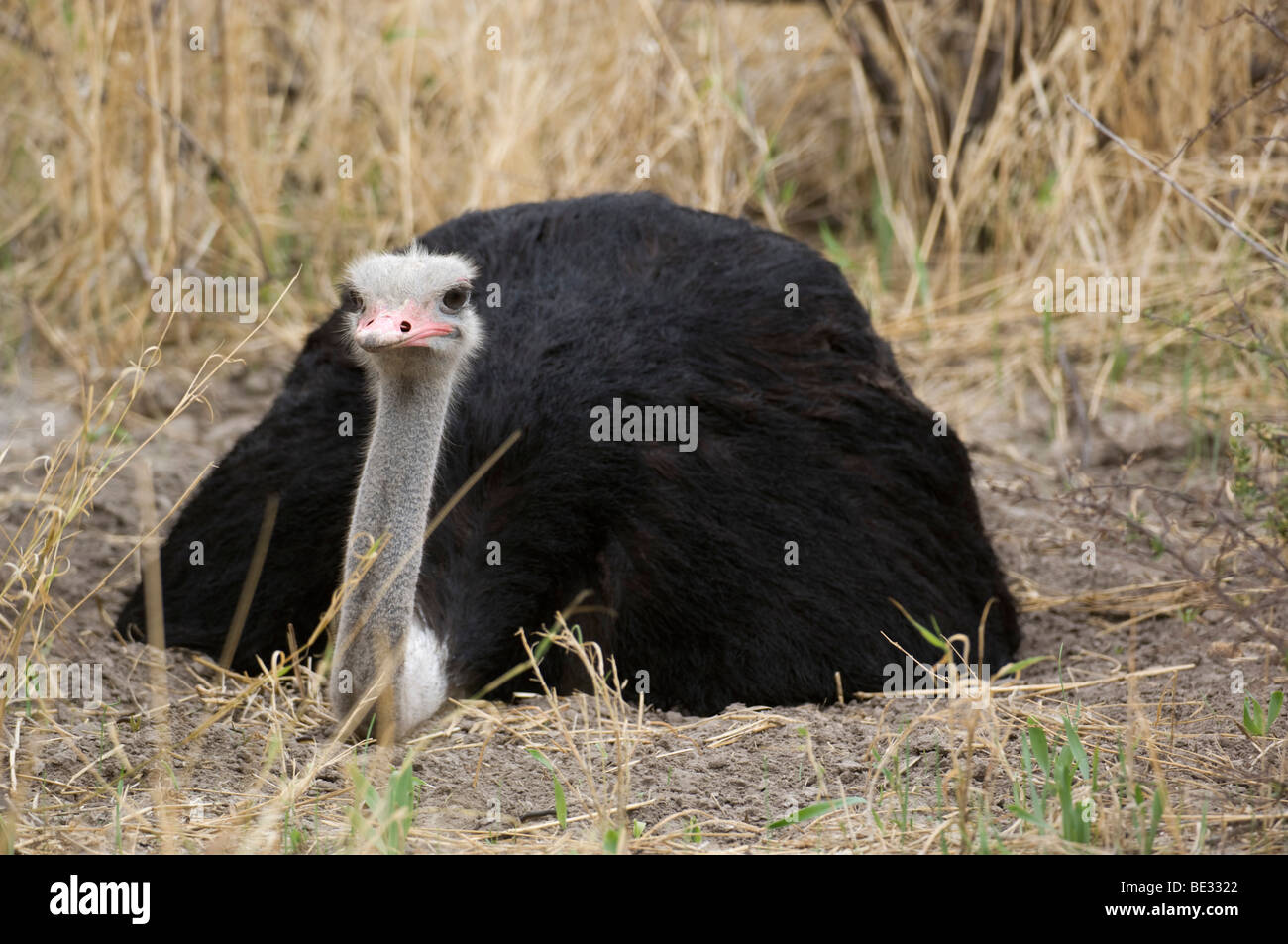 Männliche gemeinsame Strauß liegen auf den Eiern (Struthio Camelus), Central Kalahari, Botswana Stockfoto