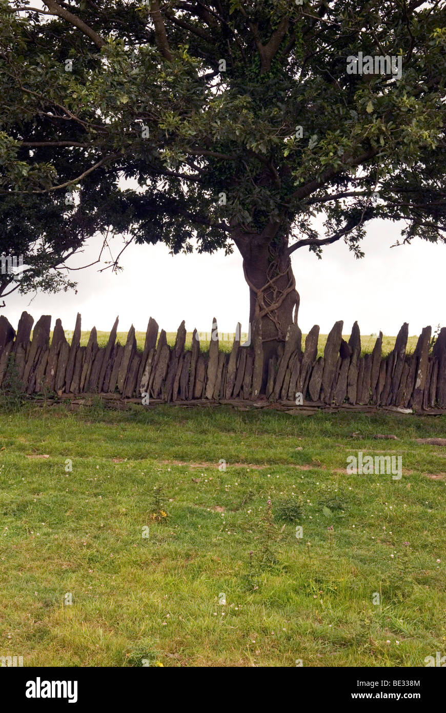Eine alte kornische Trockenmauer trennt zwei grüne Felder Stockfoto