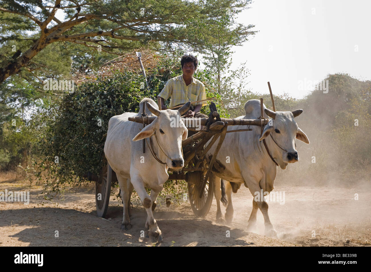 Ochsenkarren mit weißen Ochsen, Old Bagan, Pagan, Burma, Myanmar, Asien Stockfoto