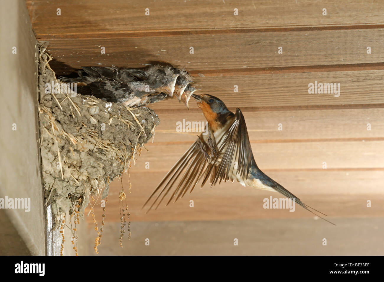 Rauchschwalbe am Nest Stockfoto