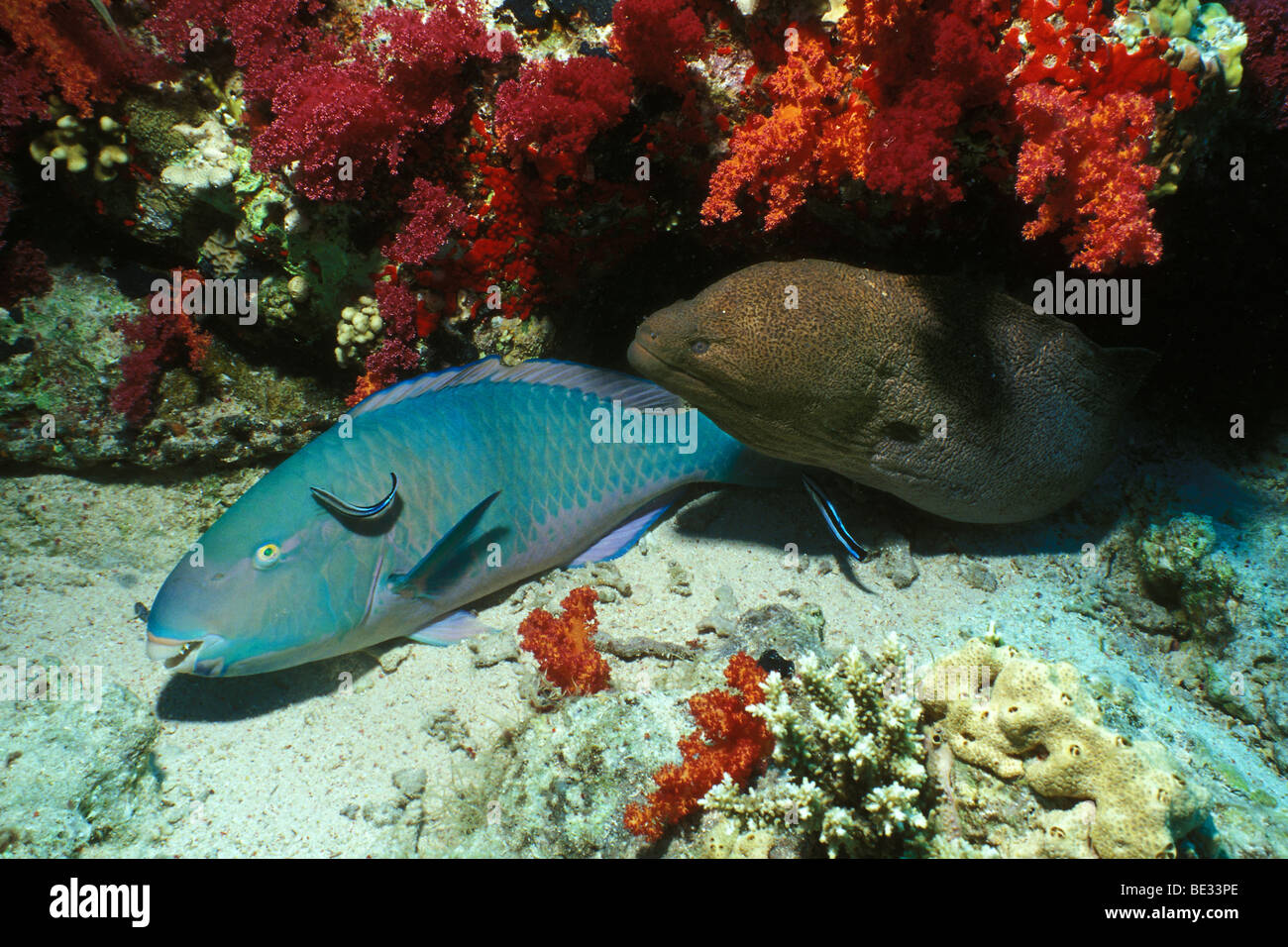 Wie Viel Sand Scheiden Papageienfische Pro Jahr Aus www.alamy.de