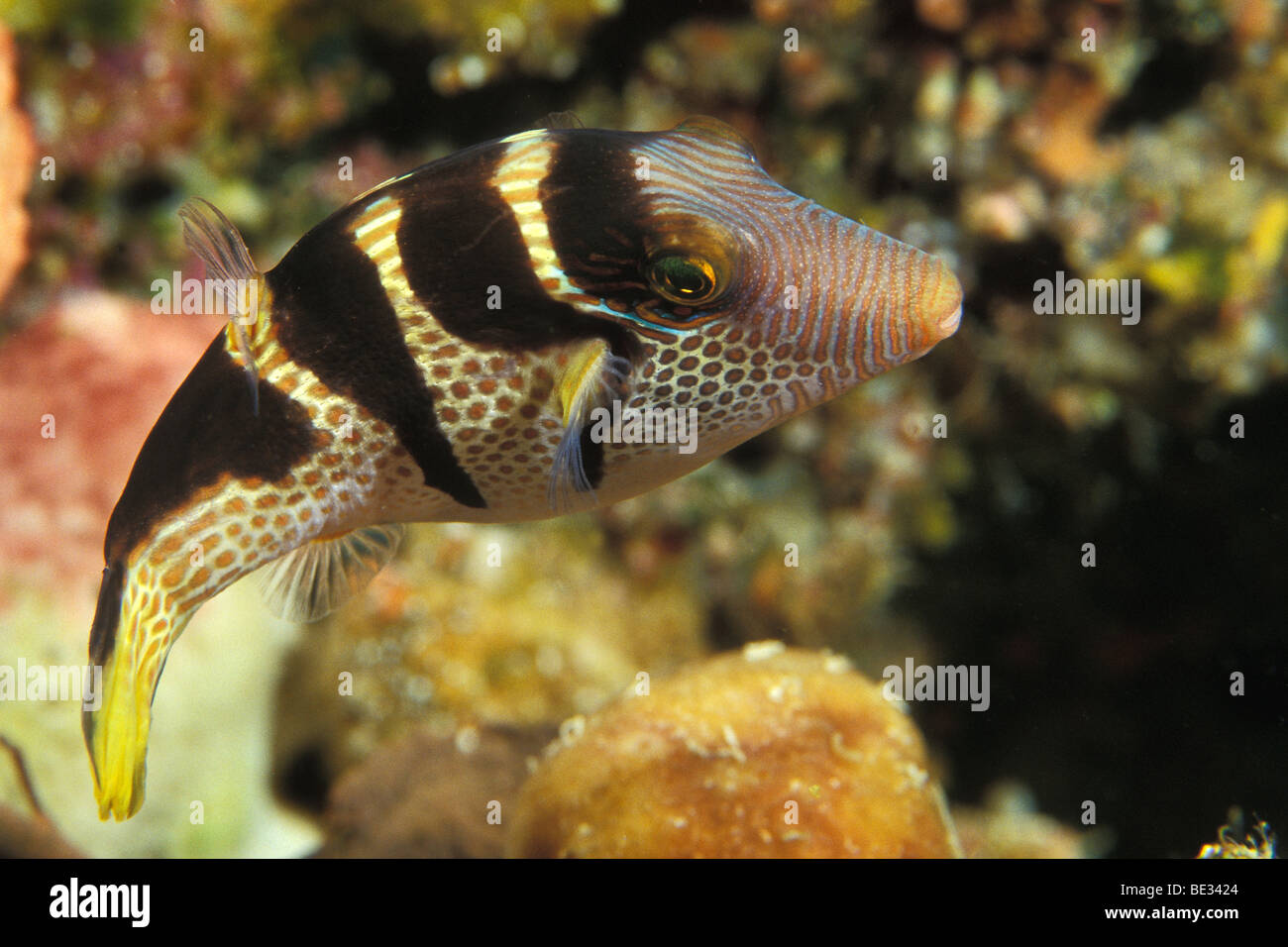 Schwarz-gesattelt Kugelfisch Canthigaster Valentini, Bunaken, Sulawesi, Indonesien Stockfoto