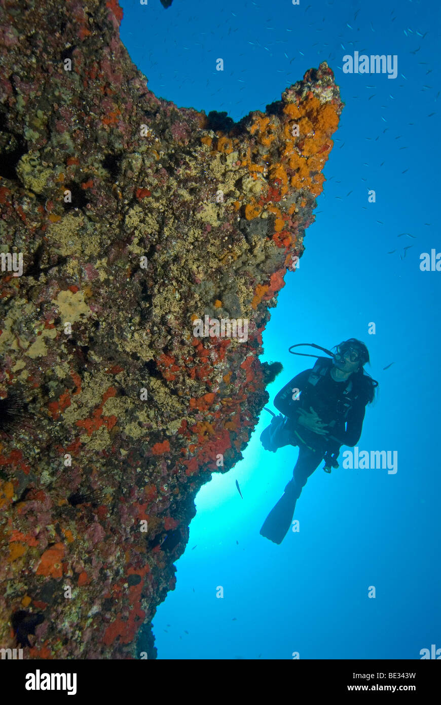 Taucher und Felsen bedeckt von Korallen, Lanzarote, Kanarische Inseln, Atlantik, Spanien Stockfoto