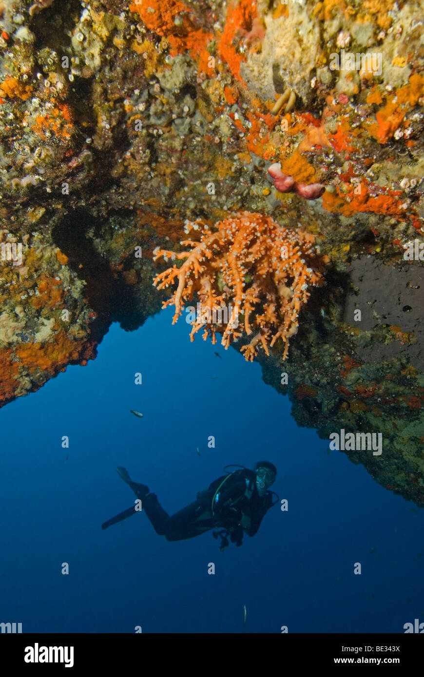 Taucher und Felsen bedeckt von Korallen, Lanzarote, Kanarische Inseln, Atlantik, Spanien Stockfoto