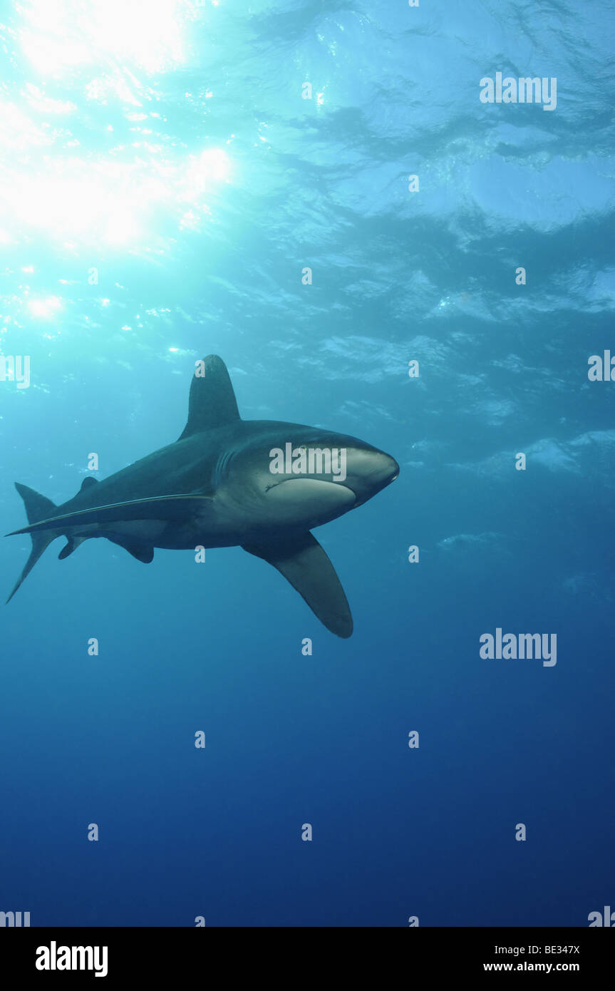 Ozeanische Weißspitzen Hai, Carcharhinus Longimanus, Elphinstone Reef, Rotes Meer, Ägypten Stockfoto