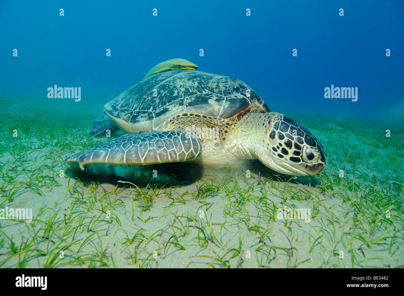Green Turtle, Chelonia Mydas, Abu Dabab, Rotes Meer, Ägypten Stockfoto