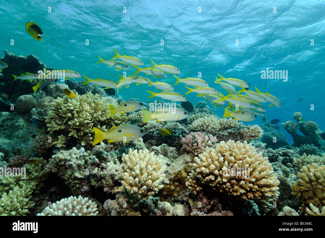 Ehrenbergs Schnapper über Coral Reef, Lutjanus Ehrenbergi, Marsa Alam, Rotes Meer, Ägypten Stockfoto