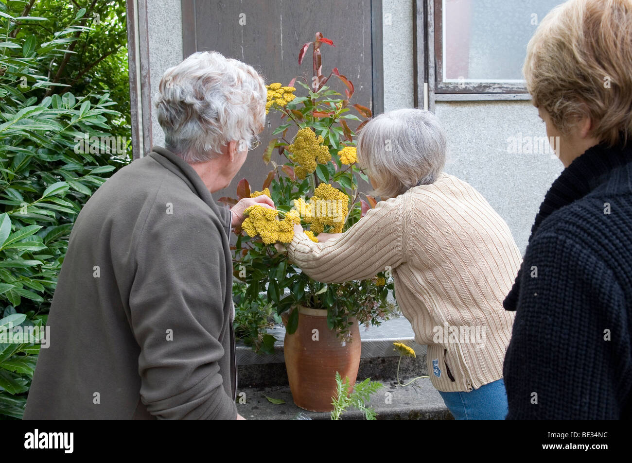 Ältere Damen einen Blumenstrauß für die Kirche vorbereiten Stockfoto