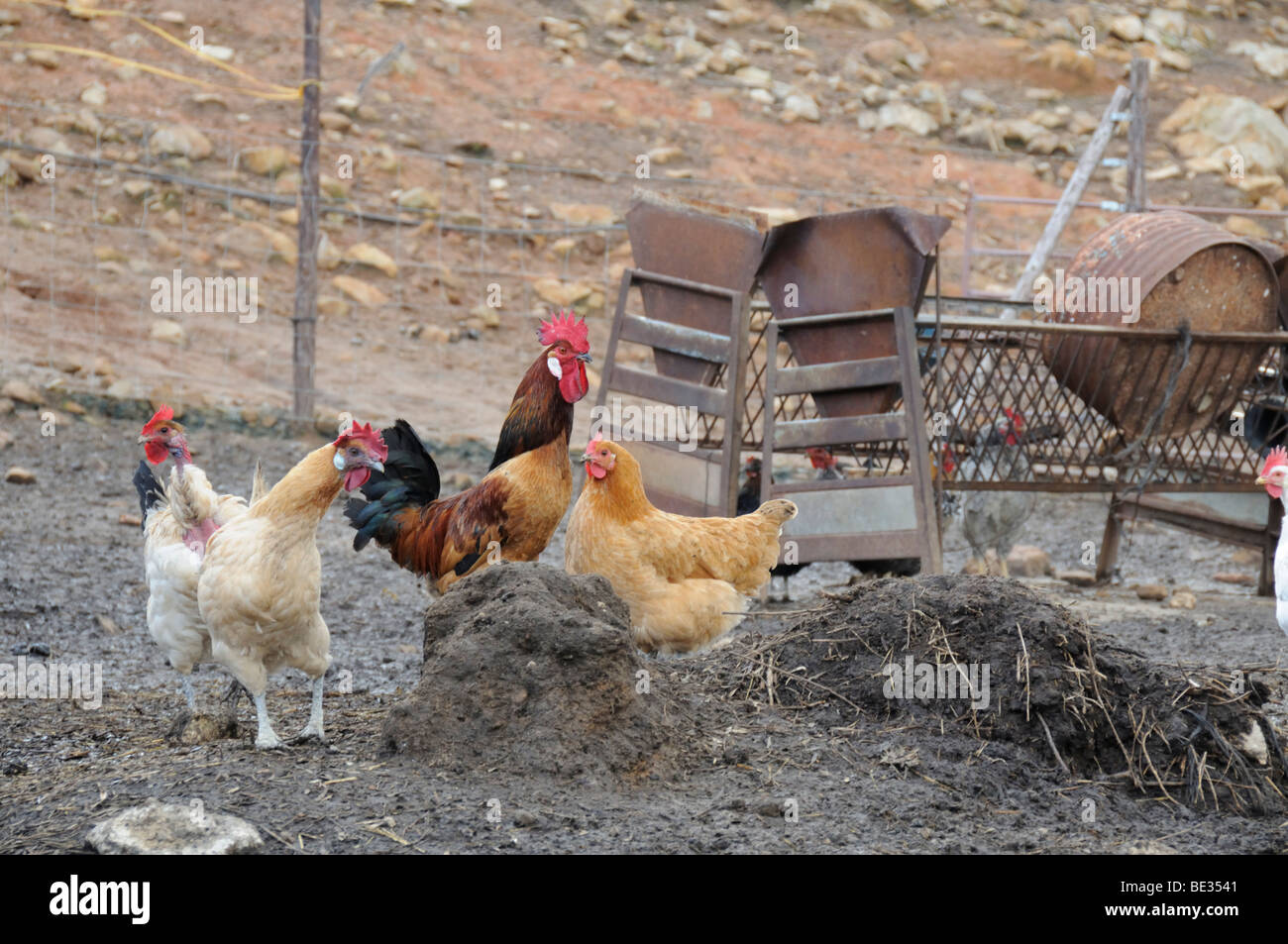 Bild der Hühnerstall Stockfoto