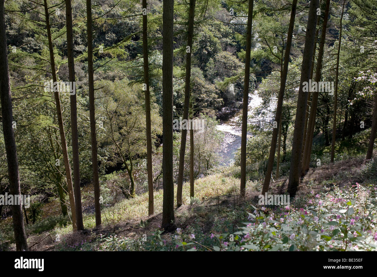 Afan Forest Park, hinterleuchtete Fluss, Baumstämme Stockfoto