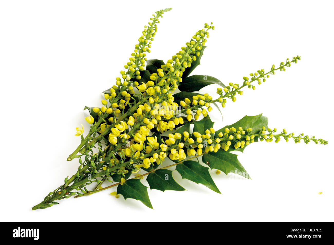 Mahonie (Mahonia) Stockfoto