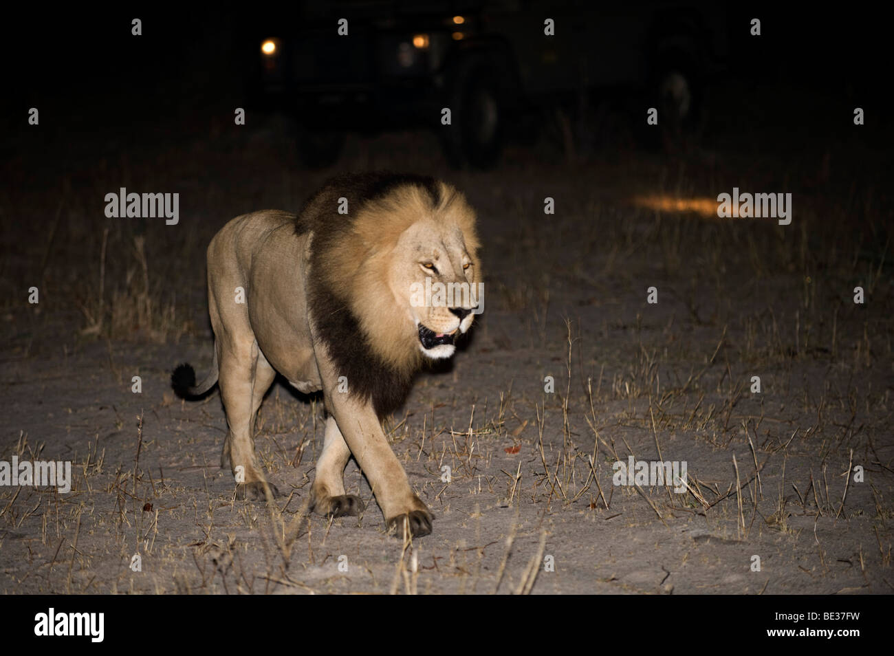 Löwen (Panthero Leo) in der Nacht beobachtet durch Touristen, Okavango Delta, Botswana Stockfoto