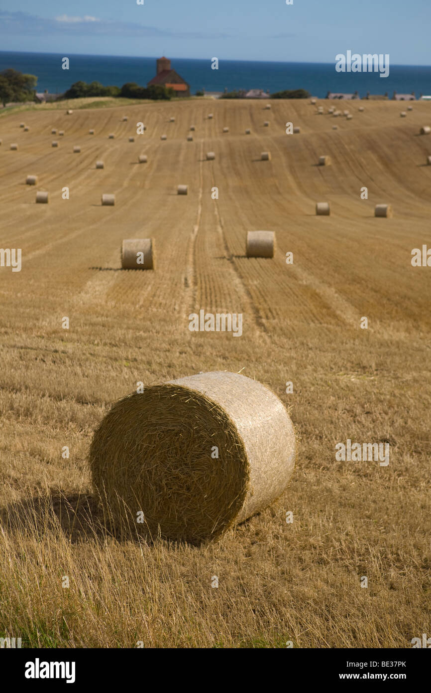 Heu Ballen in einem East Lothian Feld Stockfoto