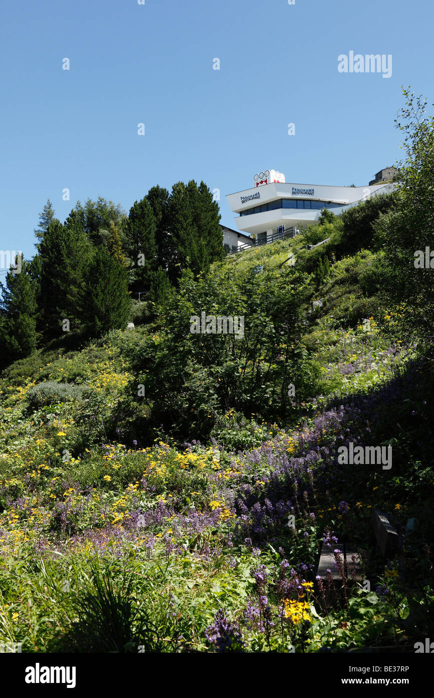 Nachmittagscafe Alpengarten, Botanischer Garten auf Mt. Patscherkofel, Tirol, Österreich, Europa Stockfoto