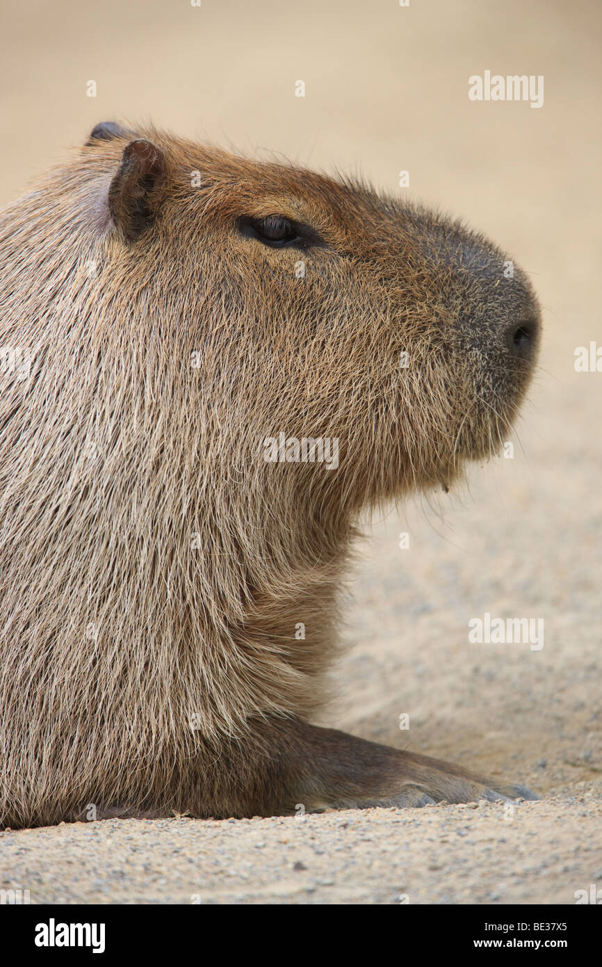 Capybara - Hydrochoerus hydrochaeris Stockfoto