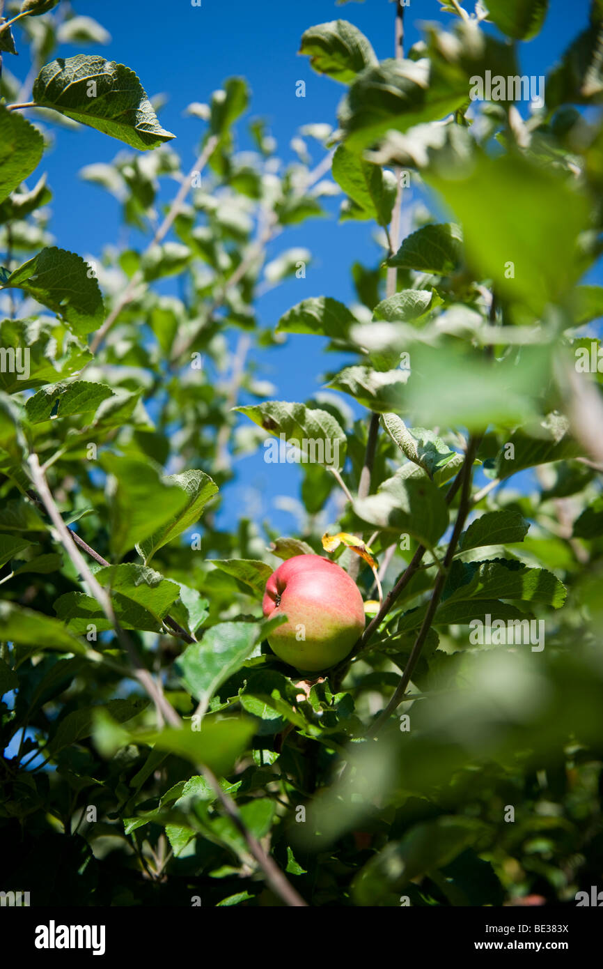Apple im Apfelbaum Stockfoto